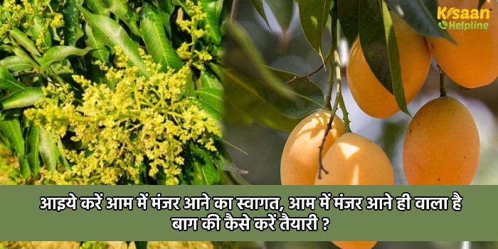 आइये करें आम में मंजर आने का स्वागत, आम में मंजर आने ही वाला है बाग की कैसे करें तैयारी ?